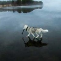 داستانک سگی که روی آب راه رفت