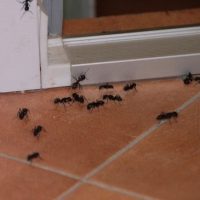 بدون کشتن مورچه ها آنها را فراری دهید
