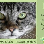 نکاتی برای صاحبان گربه‌ها: انگلی ناشناخته که در فصل سرما شیوع بیشتری دارد